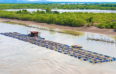 A fish hatchery in Vietnam.