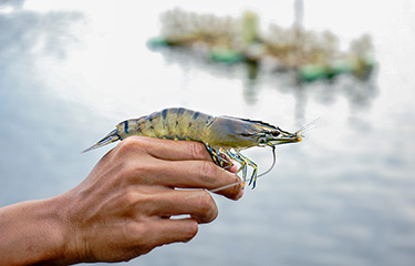 fishing lures shrimp, fishing lures shrimp Suppliers and Manufacturers at