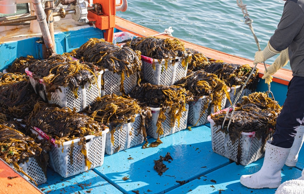 kelp