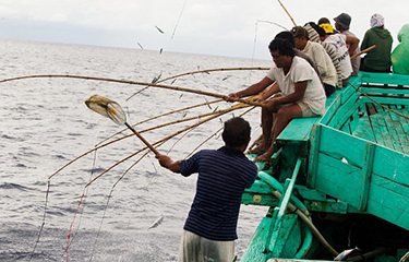 Eight one-by-one tuna fisheries in Indonesia seeking MSC certification