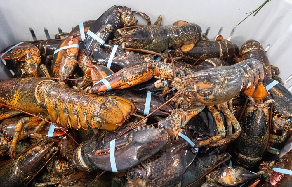 A container full of banded lobsters