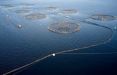 A salmon farm in Scotland.