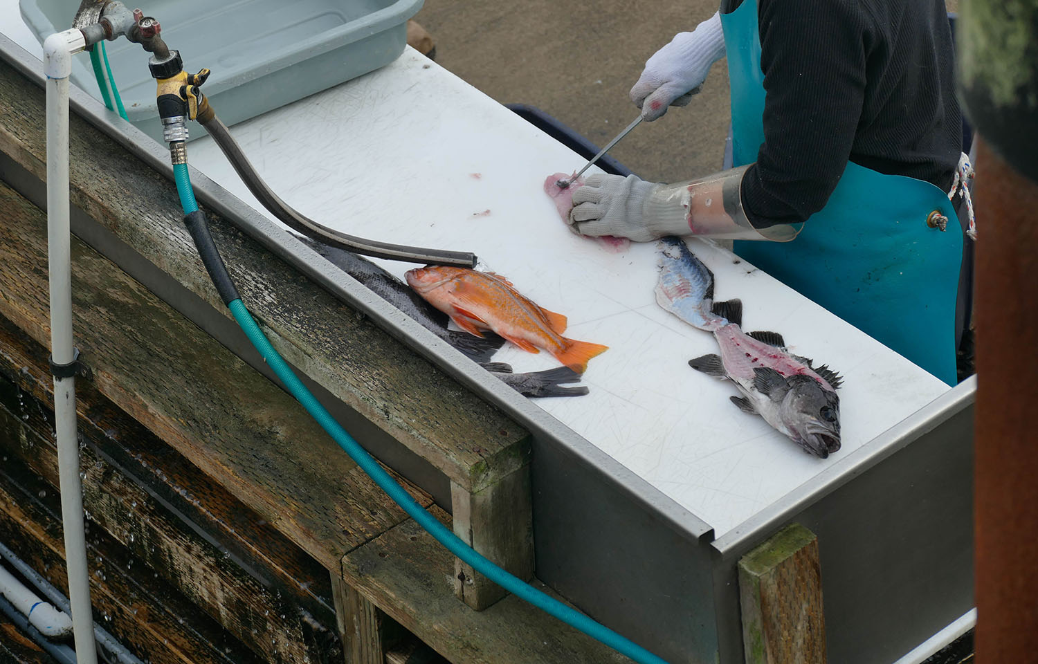 Pacific rockfish being cleaned in Newport, Oregon, U.S.A.