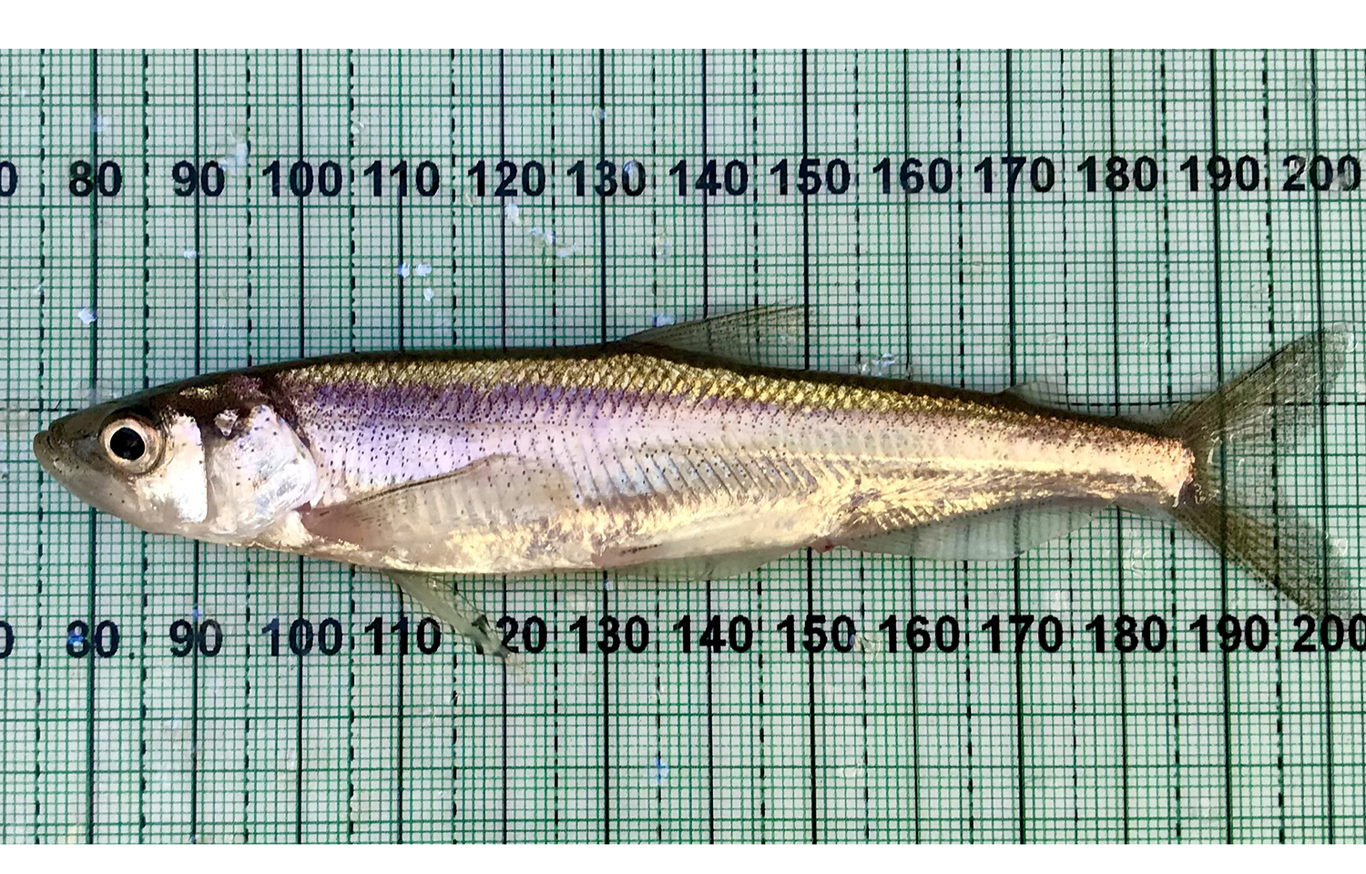 Longfin smelt