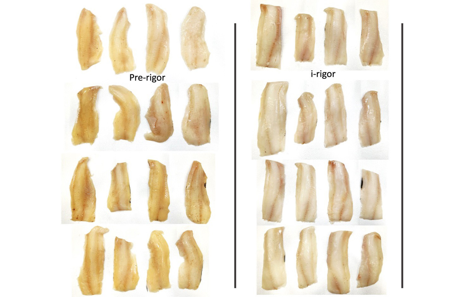Nofima cautions that freezing fish too early could cost processors