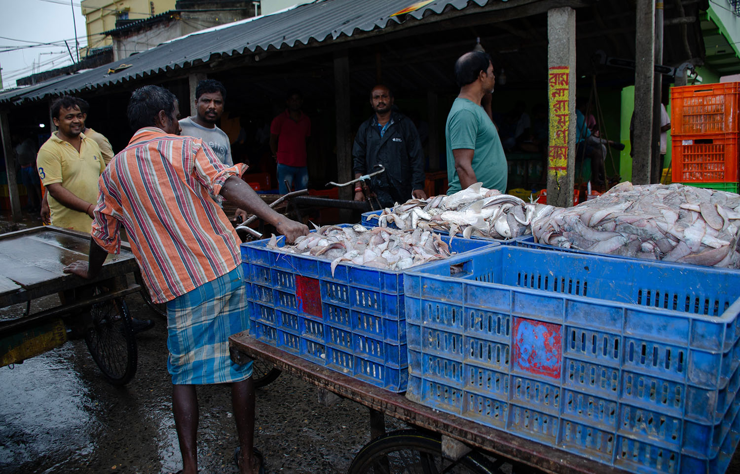 Fish being brought ashore in Digha, West Bengal, India