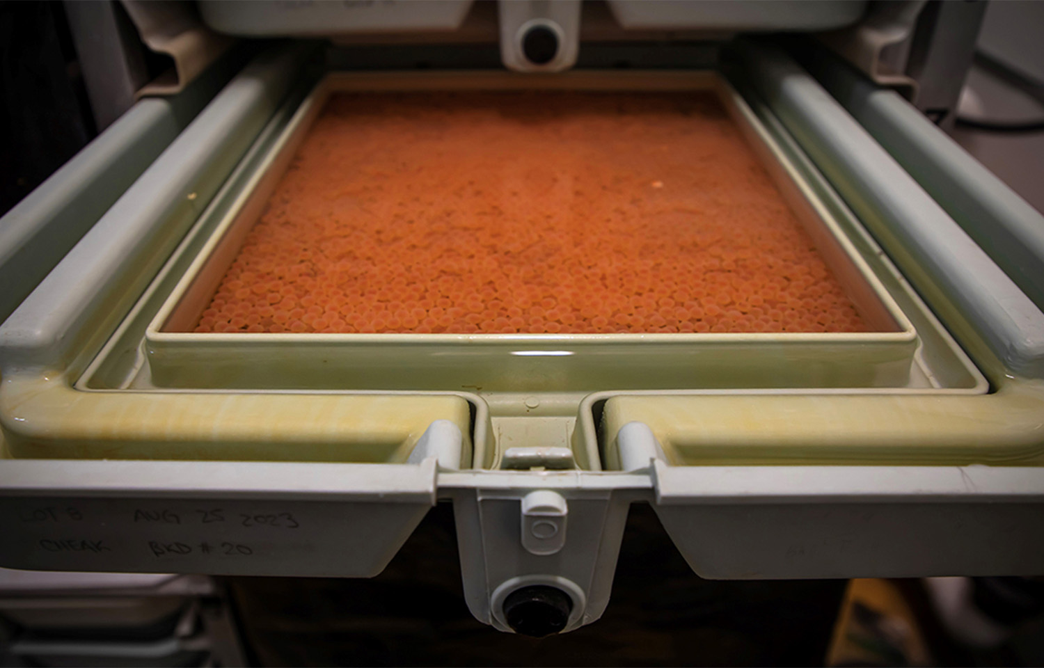 Canada expanding marking of hatchery Pacific Chinook in bid to support conservation