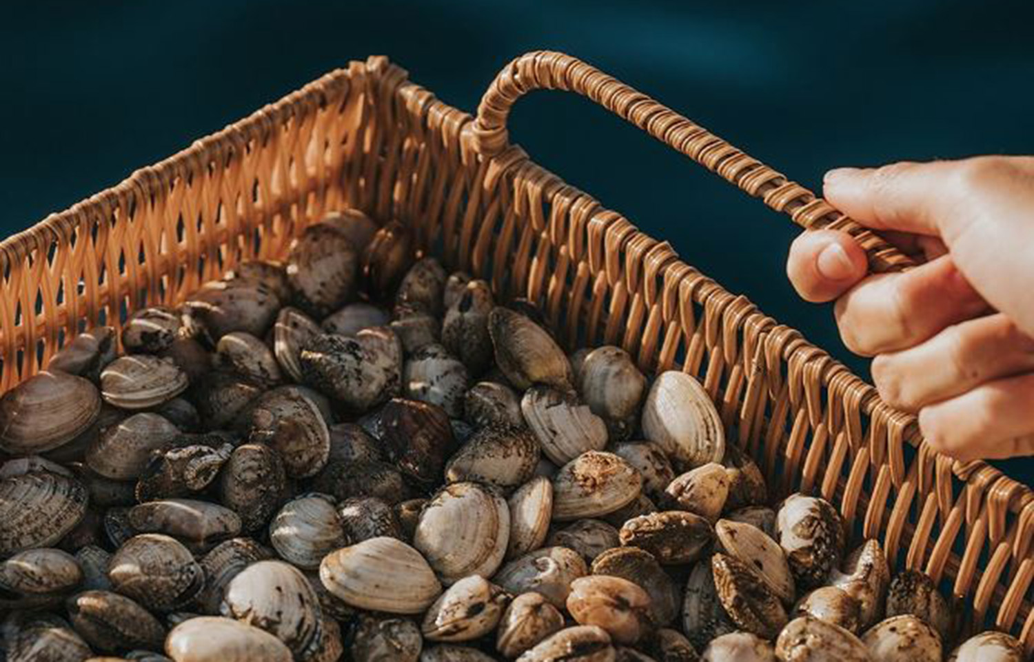 Oceano Fresco farms clams and other bivalves in Nazaré, Portugal