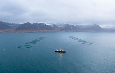 A group of Arctic Fish salmon net pens near mountains in Iceland.