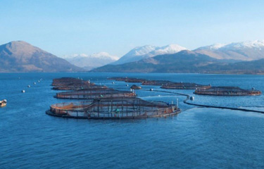 It is estimated that Scotland’s salmon farmers will produce 217,000 metric tons (MT) of fish in 2021.
