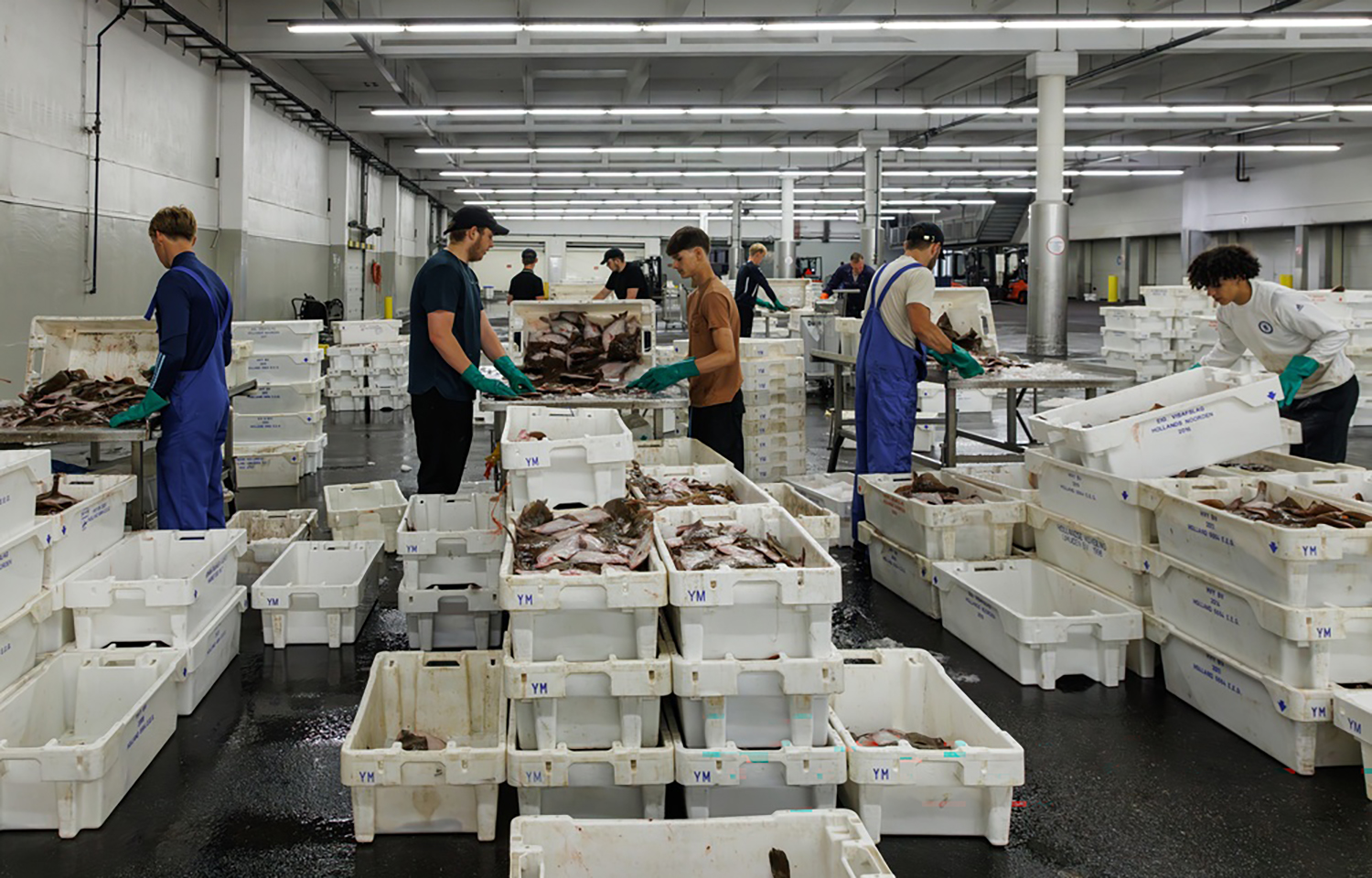 A Dutch seafood distribution warehouse