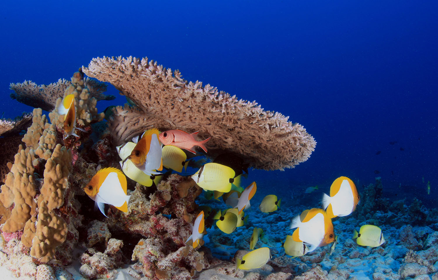 sea life within Papahānaumokuākea National Marine Sanctuary