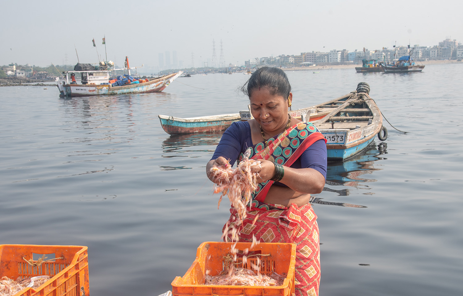 Indian shrimp farmer sorting prawns