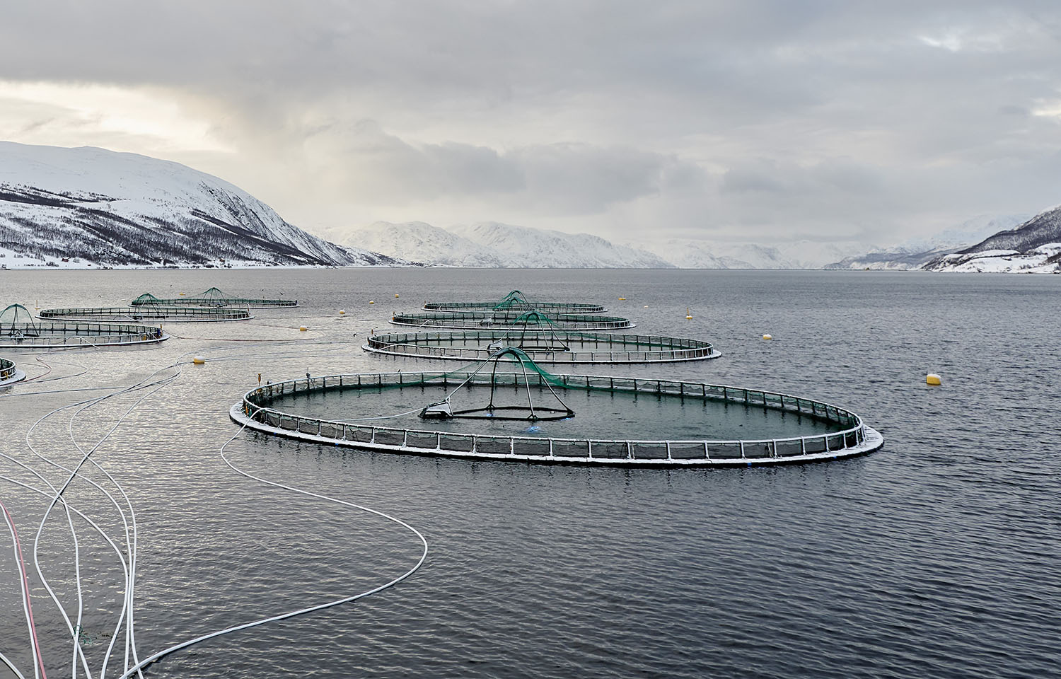 An aerial photo of Grieg Seafood's net pens in Norway