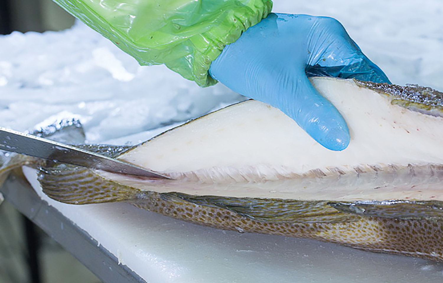 An close-up shot of a seafood processor filleting a fish