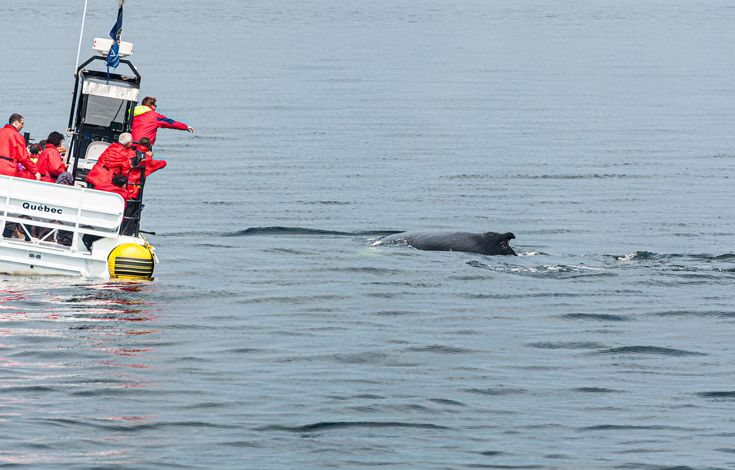 Canadian government invests CAD 258 million in whale protections