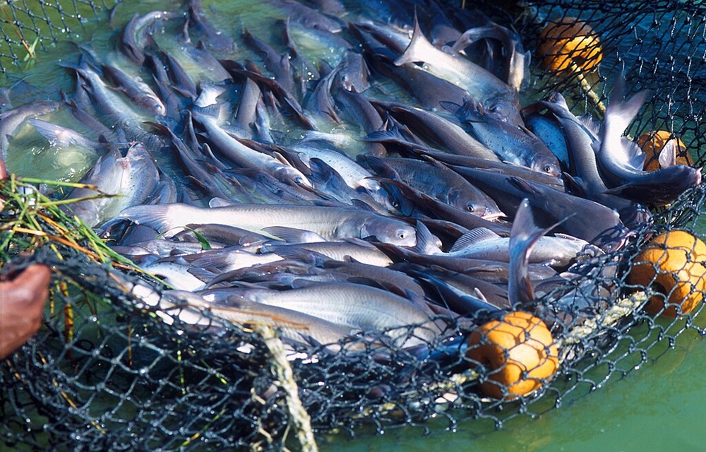 USDA awards USD 1.7 million in grants for aquaculture research