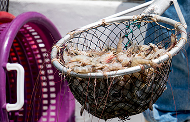 A net full of shrimp at an Indian shrimp farm.