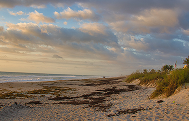 Florida Beach with seaweed