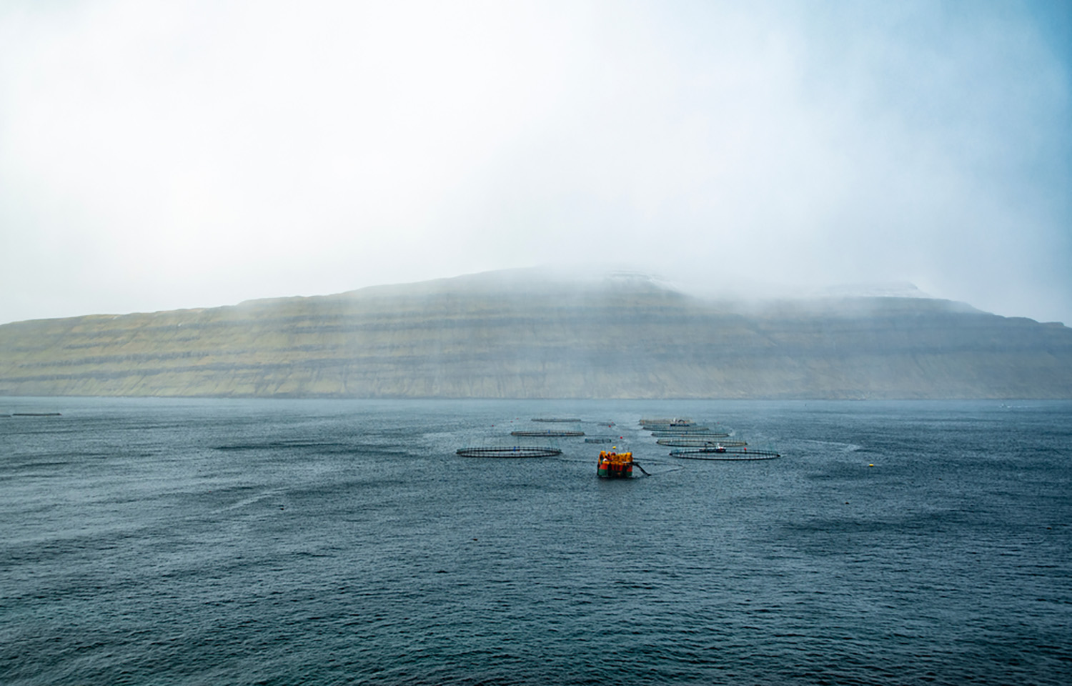 Faroese exports of mackerel, blue whiting spike in 2025; salmon exports decline by value