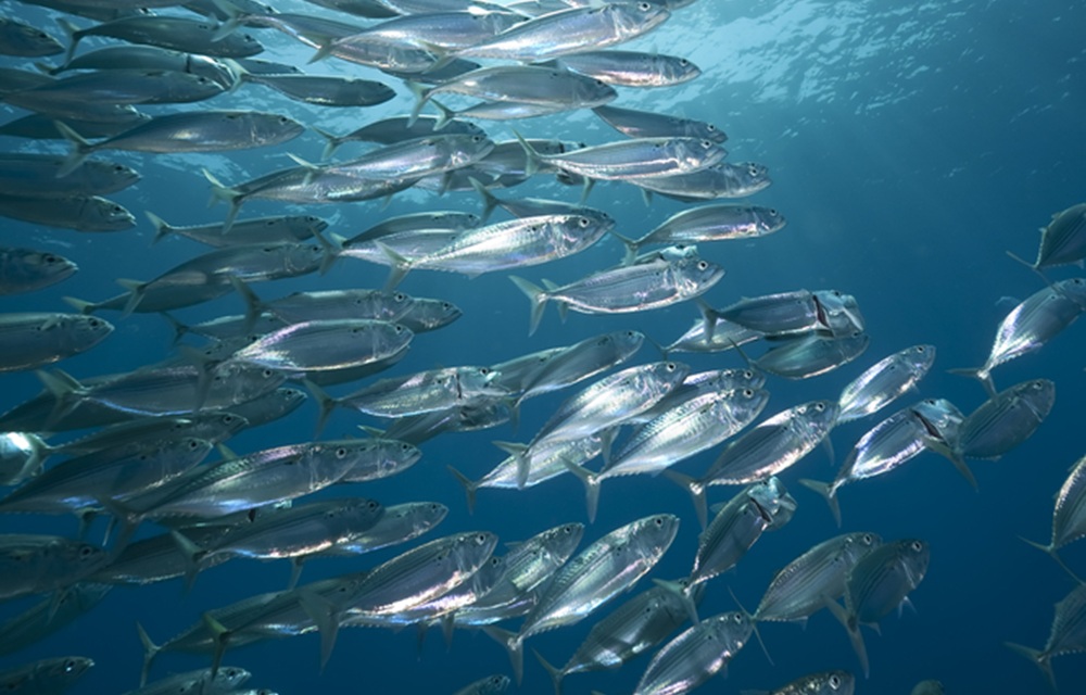 atlantic mackerel