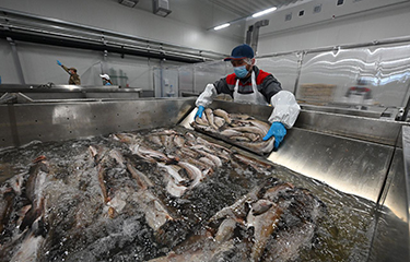 Russia is exploring ways to create a marketing body to promote the country's seafood in the wake of a massive drop in exports to China.