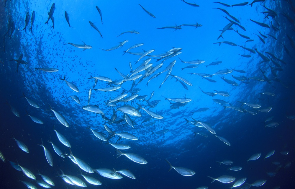 Trump signs 2026 military bill with seafood measures attached