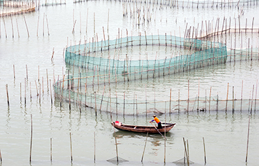A man rows out to inspect the nets of a large crab farm in Xiapu, China.