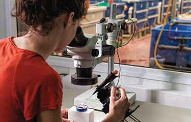 A Colors Farm biologist looking through a microscope.
