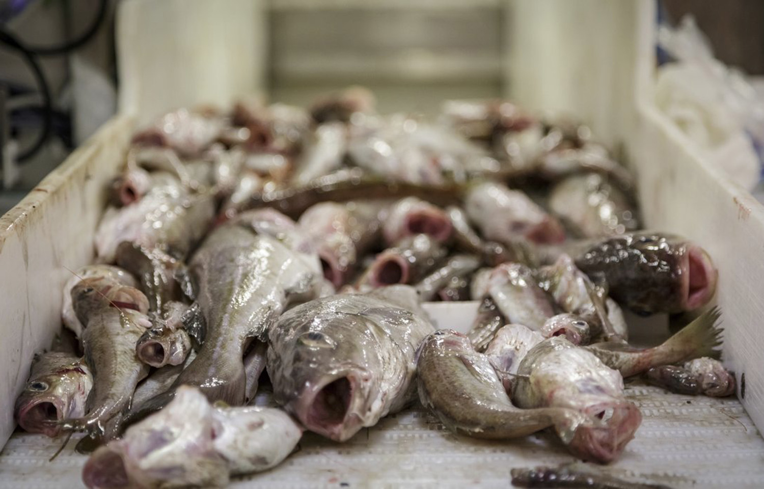 A pile of Barents Sea cod on a table