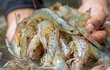 White shrimp.