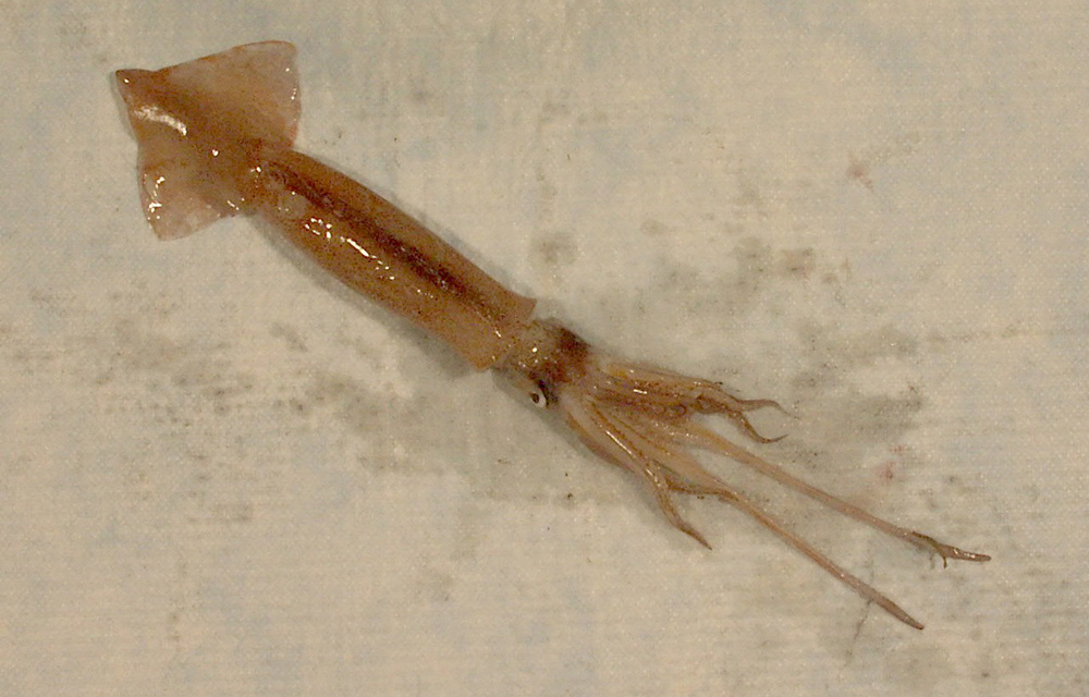 a squid