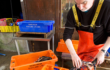 A man processing lobsters at the Orkney Fishermen's Society
