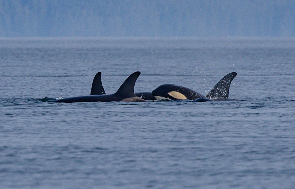 killer whales