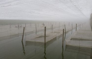 A tilapia farm in China.
