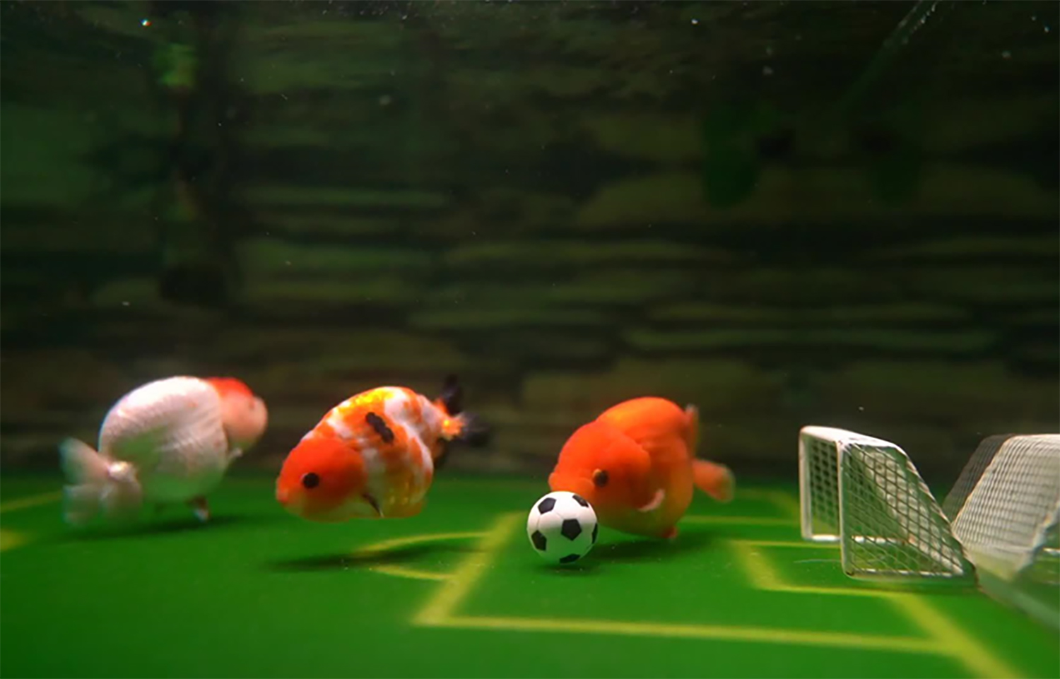 Ranchu goldfish playing soccer