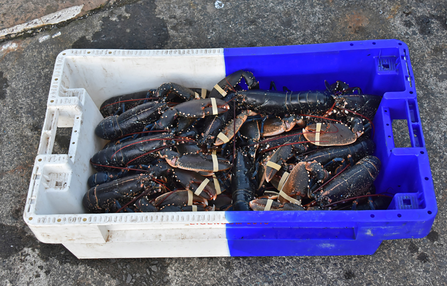 A box full of lobsters caught off of Northumberland County, U.K.