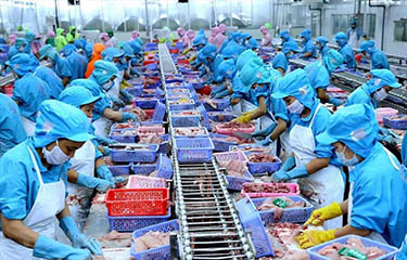 A pangasius production line in Vietnam.