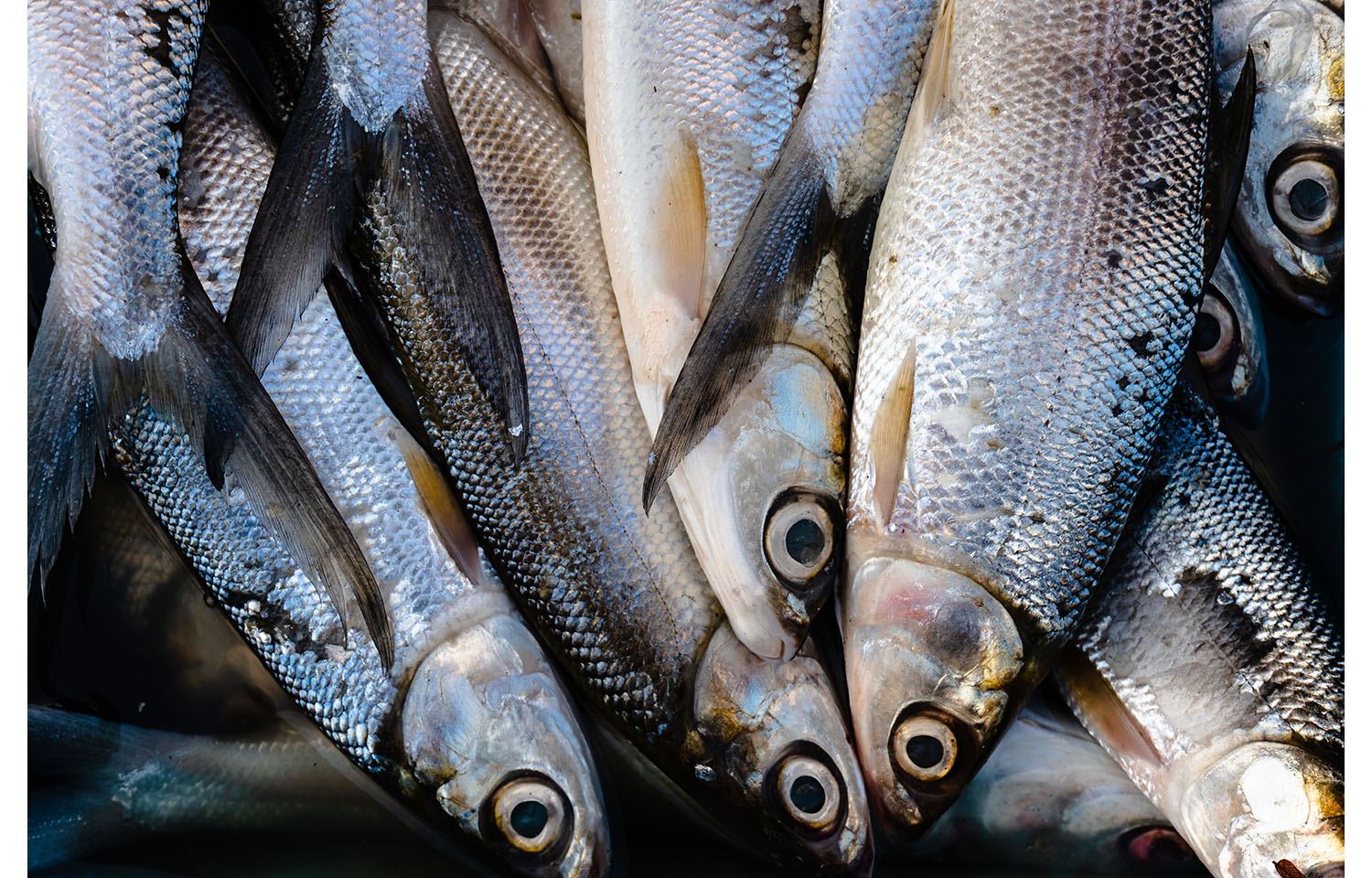 Up-close photograph of sardines piled on top of one another