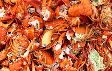 Lobser shells