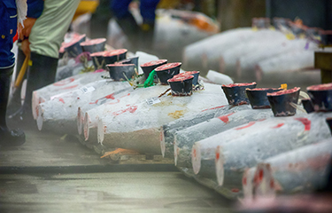 Bluefin tuna lined up for auction at Tsukiji Market. The IATTC has raised the TAC for Pacific bluefin tuna.