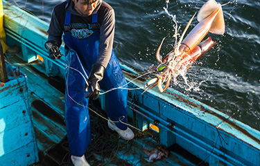 Peruvian jumbo squid fishery FIP demonstrates effective