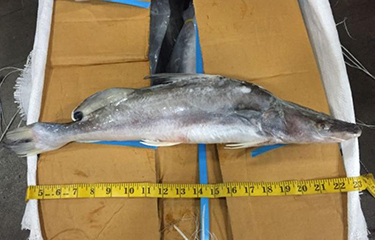 A photo of catfish illegally imported into the U.S.