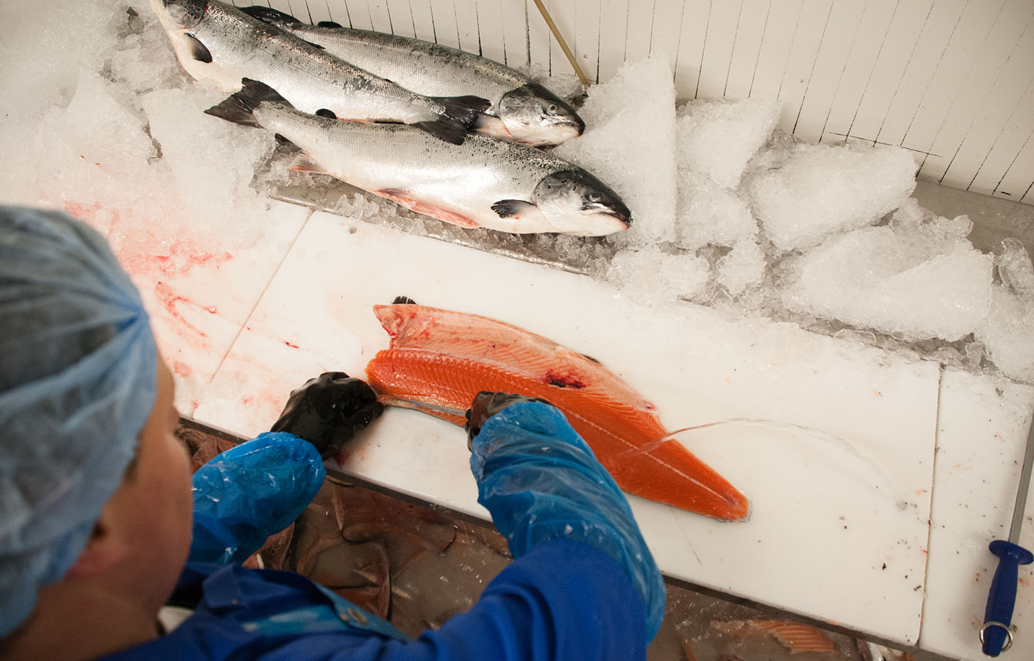 A processing plant worker filleting a salmon