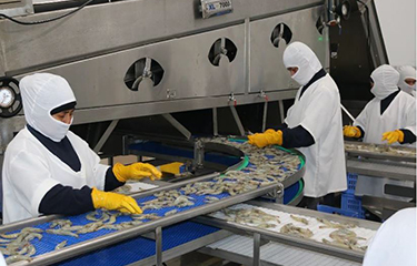 A shrimp processing line in Ecuador