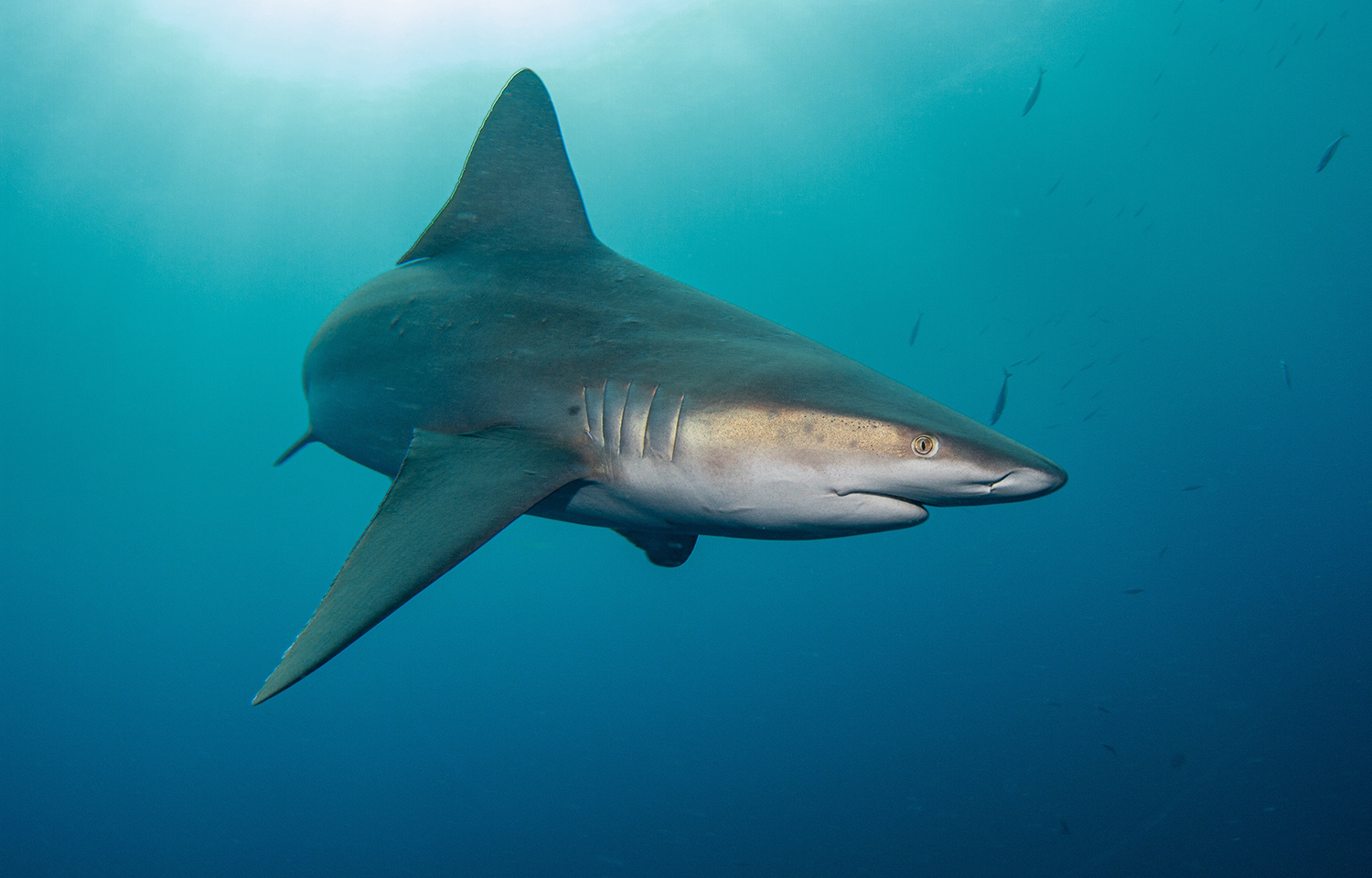 A sandbar shark