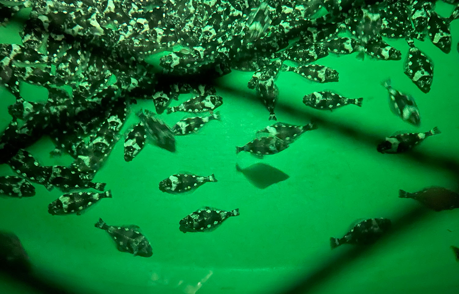 A tank full of halibut in Amar Seafood's aquaculture facility.