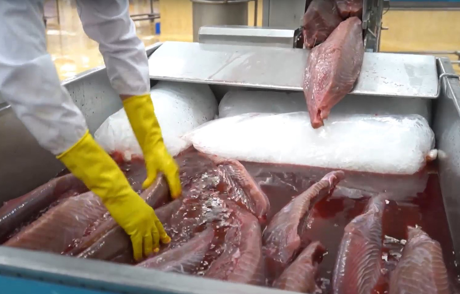 Tuna bathed in beet juice as part of a process used to improve the appearance of lower-grade fish.