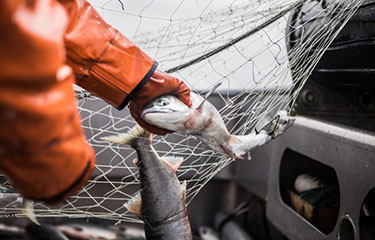 Positive long-term outlook for Bristol Bay salmon, but Yukon, Kuskokwim  struggling