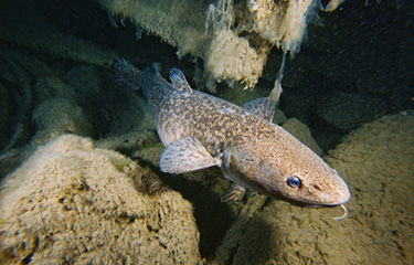 USDA invests in four seafood innovation projects